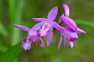 Bletilla Striata